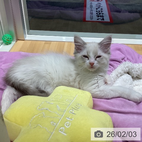 ラグドールの写真