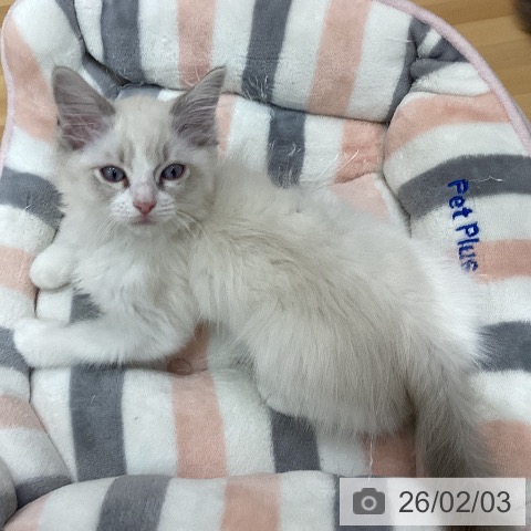 ラグドールの写真