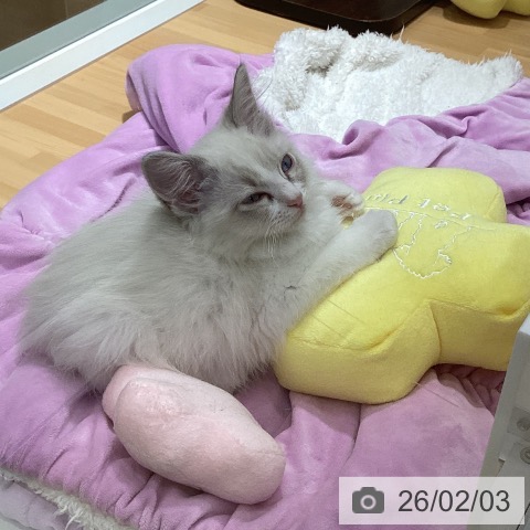 ラグドールの写真