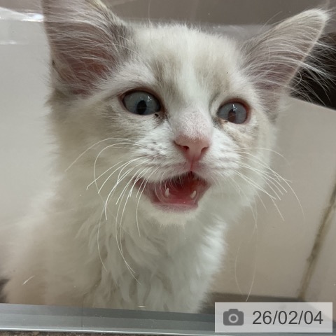 ラグドールの写真