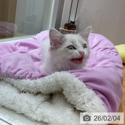 ラグドールの写真