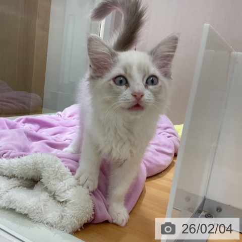 ラグドールの写真