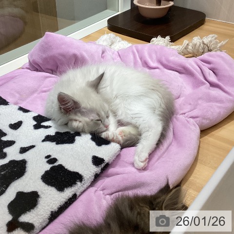 石川県のラグドール (ペットプラス 新小松店/2025年11月18日生まれ/男の子/ブルーポイントバイカラー)の子猫の4枚目の画像