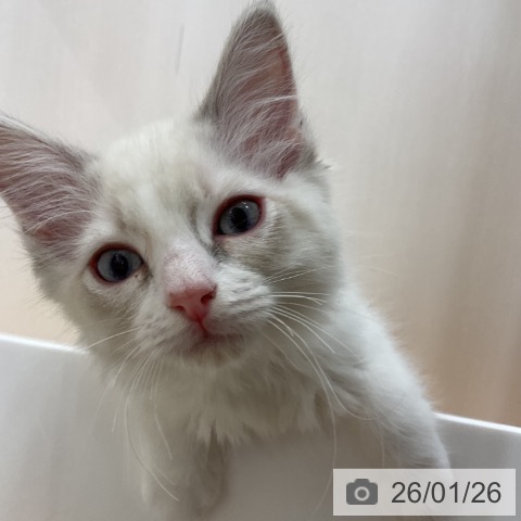 石川県のラグドール (ペットプラス 新小松店/2025年11月18日生まれ/男の子/ブルーポイントバイカラー)の子猫の3枚目の画像