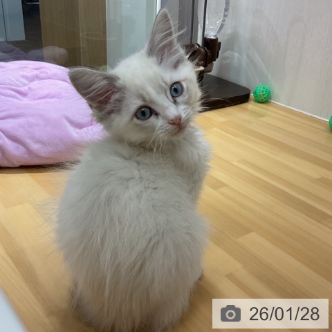 石川県のラグドール (ペットプラス 新小松店/2025年11月18日生まれ/男の子/ブルーポイントバイカラー)の子猫の3枚目の画像
