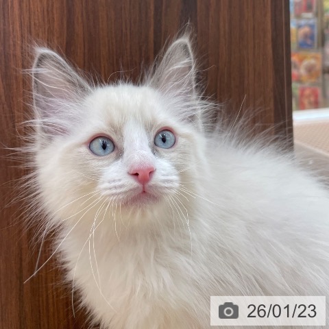 愛知県のラグドール (ペットプラス 豊田店/2025年11月18日生まれ/男の子/ブルーポイントバイカラー)の子猫の4枚目の画像