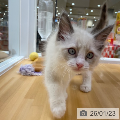 愛知県のラグドール (ペットプラス 豊田店/2025年11月18日生まれ/男の子/ブルーポイントバイカラー)の子猫の3枚目の画像