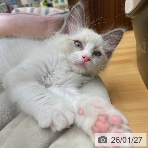 愛知県のラグドール (ペットプラス 豊田店/2025年11月18日生まれ/男の子/ブルーポイントバイカラー)の子猫の3枚目の画像