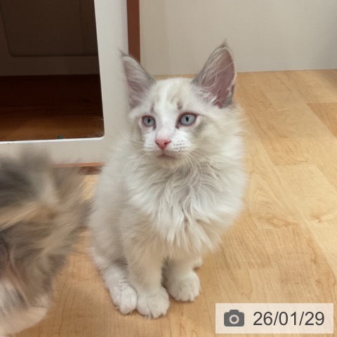 ラグドールの写真