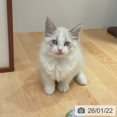 愛知県のラグドール (ペットプラス 名古屋茶屋店/2025年11月18日生まれ/男の子/ブルーポイントバイカラー)の子猫の4枚目の画像