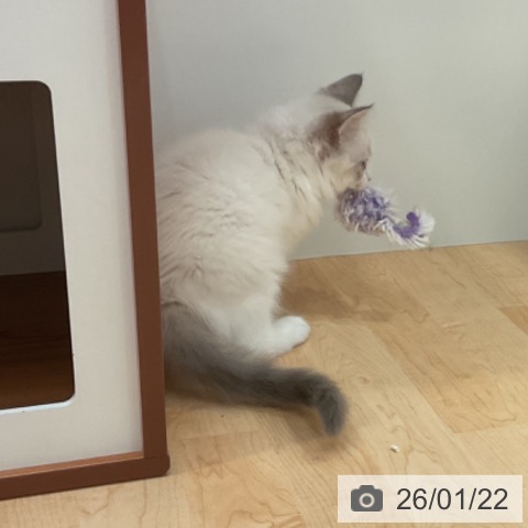 愛知県のラグドール (ペットプラス 名古屋茶屋店/2025年11月18日生まれ/男の子/ブルーポイントバイカラー)の子猫の3枚目の画像