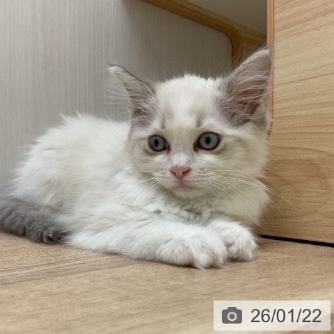 愛知県のラグドール (ペットプラス 岡崎店/2025年11月18日生まれ/女の子/ブルーポイントバイカラー)の子猫の3枚目の画像