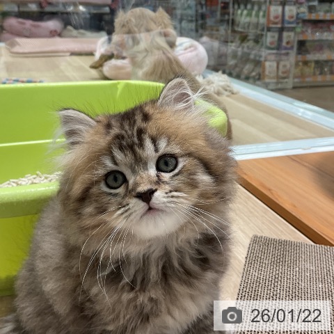 三重県のスコティッシュフォールド (ペットプラス 鈴鹿店/2025年11月20日生まれ/男の子/ブラウンタビー)の子猫の4枚目の画像