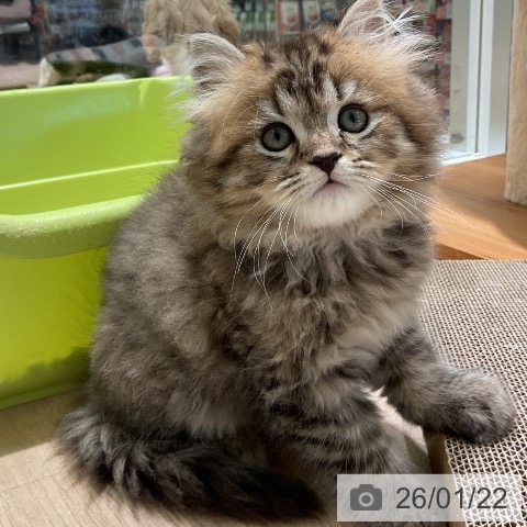 三重県のスコティッシュフォールド (ペットプラス 鈴鹿店/2025年11月20日生まれ/男の子/ブラウンタビー)の子猫の3枚目の画像