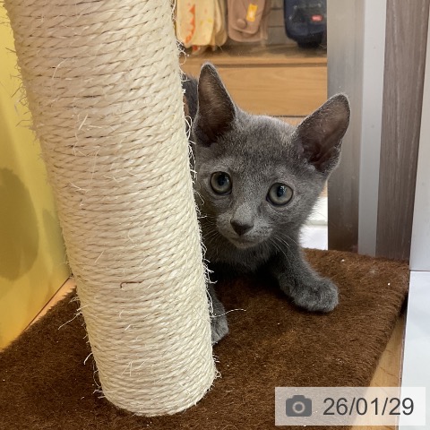 愛知県のロシアンブルー (ペットプラス mozoワンダーシティ店/2025年11月16日生まれ/男の子/ブルー)の子猫の3枚目の画像