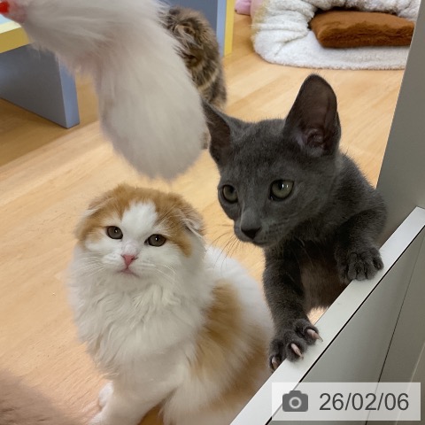 愛知県のロシアンブルー (ペットプラス mozoワンダーシティ店/2025年11月16日生まれ/男の子/ブルー)の子猫の3枚目の画像