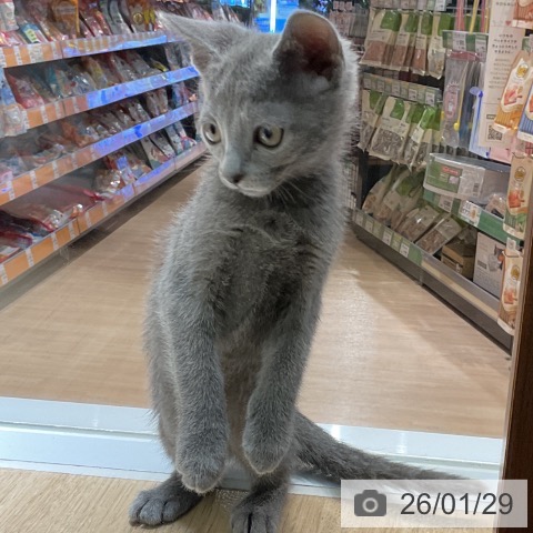 愛知県のロシアンブルー (ペットプラス イオンモール豊川店/2025年11月16日生まれ/男の子/ブルー)の子猫の4枚目の画像