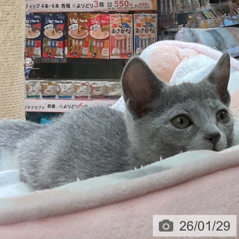 愛知県のロシアンブルー (ペットプラス イオンモール豊川店/2025年11月16日生まれ/男の子/ブルー)の子猫の3枚目の画像