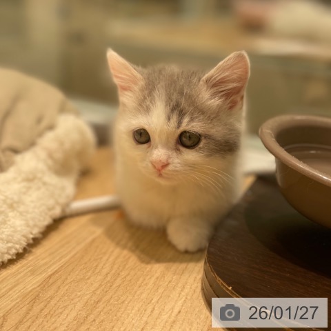 愛知県のマンチカン (ペットプラス 則武新町店/2025年11月20日生まれ/女の子/ブルータビーホワイト)の子猫の4枚目の画像