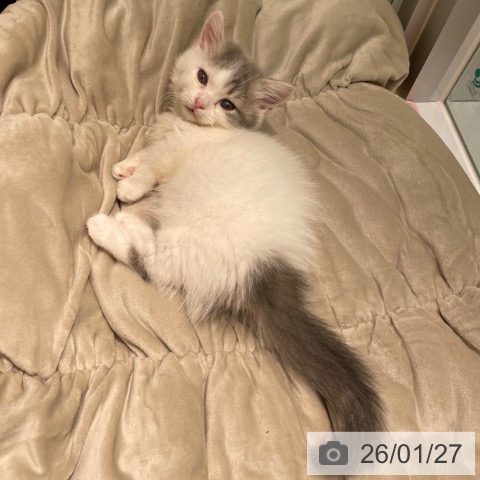 愛知県のマンチカン (ペットプラス 則武新町店/2025年11月20日生まれ/女の子/ブルータビーホワイト)の子猫の3枚目の画像