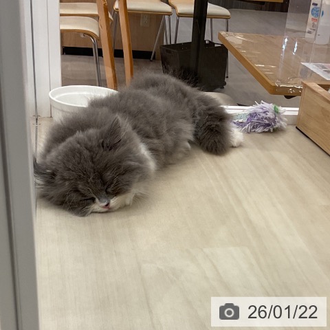 愛知県のマンチカン (ペットプラス mozoワンダーシティ店/2025年11月20日生まれ/男の子/ブルーホワイト)の子猫の3枚目の画像