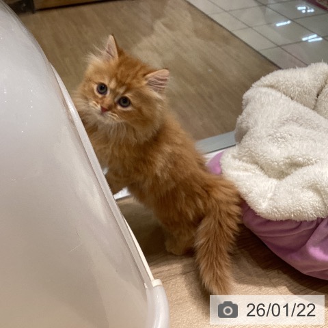 愛知県のラガマフィン (ペットプラス ナゴヤドーム前店/2025年11月20日生まれ/女の子/レッドタビー)の子猫の4枚目の画像