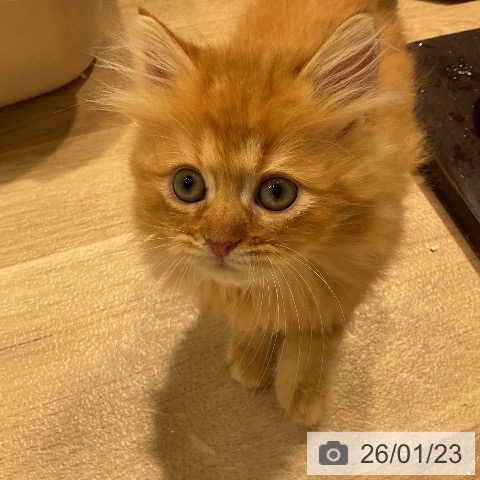 愛知県のラガマフィン (ペットプラス ナゴヤドーム前店/2025年11月20日生まれ/女の子/レッドタビー)の子猫の4枚目の画像