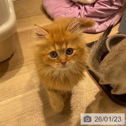 愛知県のラガマフィン (ペットプラス ナゴヤドーム前店/2025年11月20日生まれ/女の子/レッドタビー)の子猫の3枚目の画像
