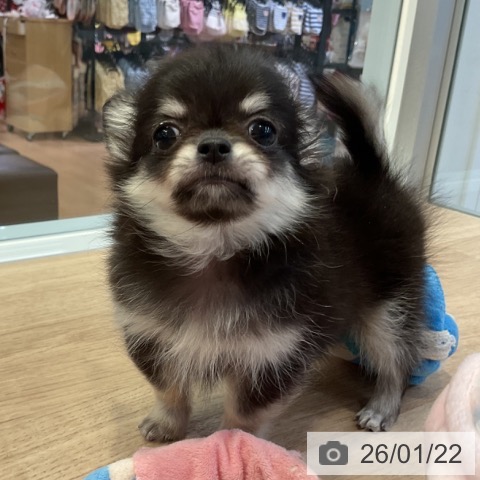 愛知県のチワワ(ロング) (ペットプラス 岡崎店/2025年11月12日生まれ/男の子/ブラックタン)の子犬の3枚目の画像