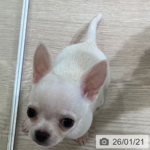 富山県のチワワ(ロング) (ペットプラス 高岡店/2025年11月20日生まれ/男の子/クリーム)の子犬の4枚目の画像