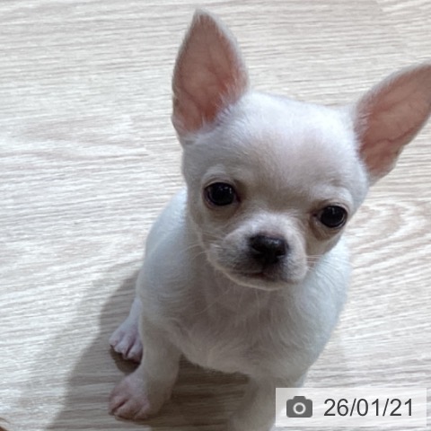 富山県のチワワ(ロング) (ペットプラス 高岡店/2025年11月20日生まれ/男の子/クリーム)の子犬の3枚目の画像