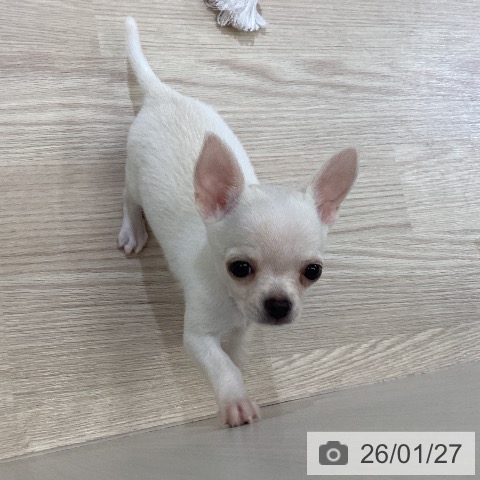 富山県のチワワ(ロング) (ペットプラス 高岡店/2025年11月20日生まれ/男の子/クリーム)の子犬の4枚目の画像