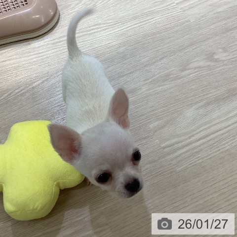 富山県のチワワ(ロング) (ペットプラス 高岡店/2025年11月20日生まれ/男の子/クリーム)の子犬の3枚目の画像