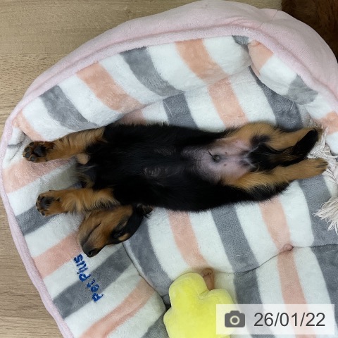 愛知県のミニチュアダックスフンド(ロング) (ペットプラス mozoワンダーシティ店/2025年11月21日生まれ/男の子/ブラックタン)の子犬の4枚目の画像