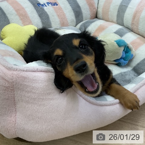 愛知県のミニチュアダックスフンド(ロング) (ペットプラス mozoワンダーシティ店/2025年11月21日生まれ/男の子/ブラックタン)の子犬の4枚目の画像