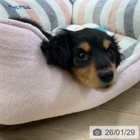 愛知県のミニチュアダックスフンド(ロング) (ペットプラス mozoワンダーシティ店/2025年11月21日生まれ/男の子/ブラックタン)の子犬の3枚目の画像