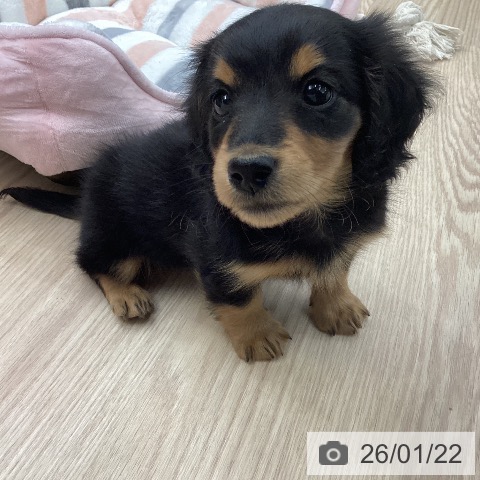 石川県のミニチュアダックスフンド(ロング) (ペットプラス 白山店/2025年11月21日生まれ/男の子/ブラックタン)の子犬の4枚目の画像