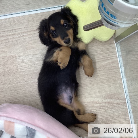 石川県のミニチュアダックスフンド(ロング) (ペットプラス 白山店/2025年11月21日生まれ/男の子/ブラックタン)の子犬の4枚目の画像