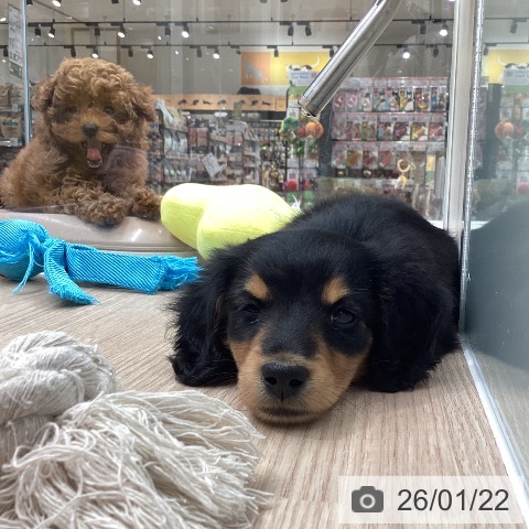 福井県のミニチュアダックスフンド(ロング) (ペットプラス 福井店/2025年11月21日生まれ/男の子/ブラックタン)の子犬の4枚目の画像