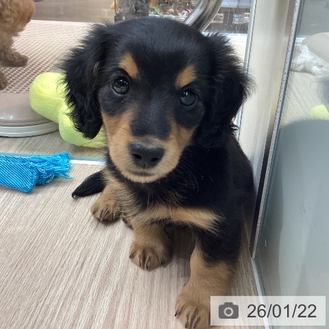 石川県のミニチュアダックスフンド(ロング) (ペットプラス 白山店/2025年11月21日生まれ/男の子/ブラックタン)の子犬の3枚目の画像