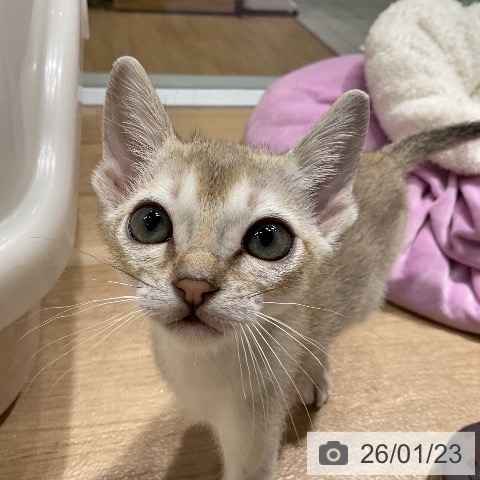 愛知県のシンガプーラ (ペットプラス ナゴヤドーム前店/2025年11月12日生まれ/男の子/セピアアグーティ)の子猫の4枚目の画像