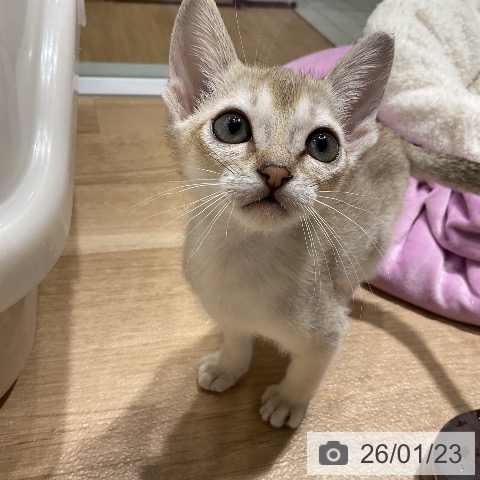 愛知県のシンガプーラ (ペットプラス ナゴヤドーム前店/2025年11月12日生まれ/男の子/セピアアグーティ)の子猫の3枚目の画像