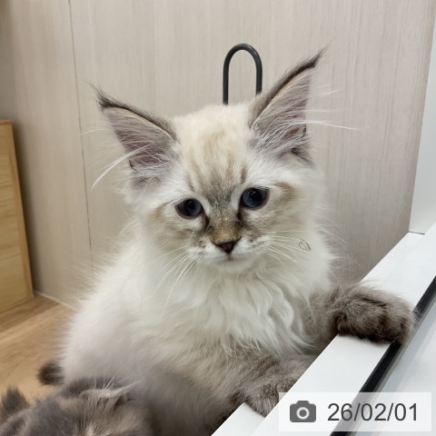 サイベリアンの写真