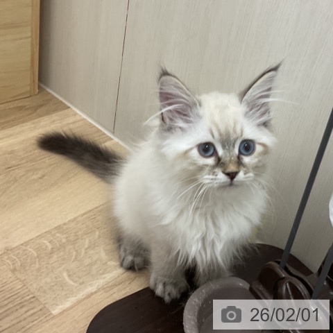 サイベリアンの写真