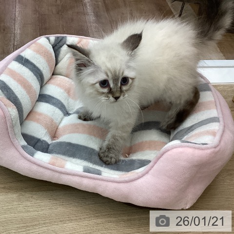 愛知県のサイベリアン (ペットプラス みなと店/2025年10月26日生まれ/男の子/シールリンクスポイント)の子猫の4枚目の画像