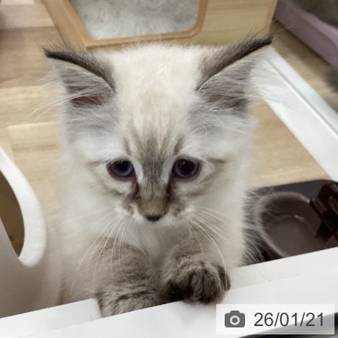 愛知県のサイベリアン (ペットプラス みなと店/2025年10月26日生まれ/男の子/シールリンクスポイント)の子猫の3枚目の画像