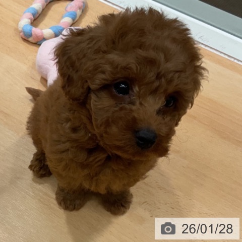 トイ・プードルの写真