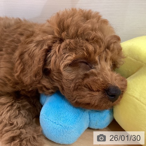 トイ・プードルの写真