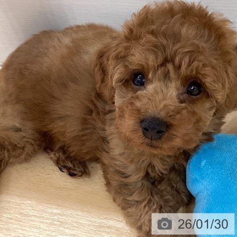 トイ・プードルの写真