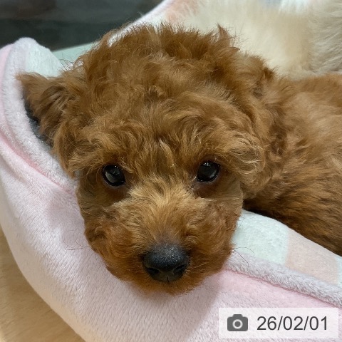 トイ・プードルの写真